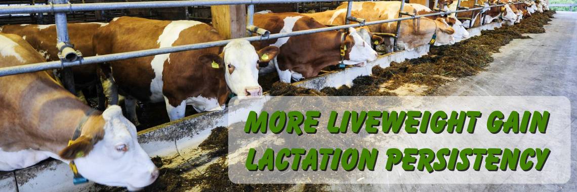 yeast ruminant