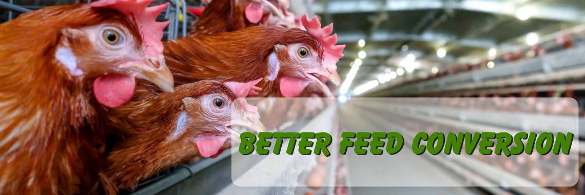 yeast poultry