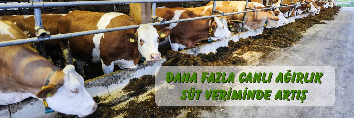 inaktif maya ruminant