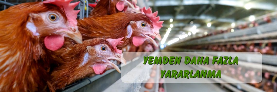 inaktif maya kanatlı